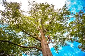 Best Emergency Tree Removal  in Harrison, OH
