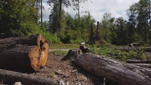 Best Tree Preservation Services  in Harrison, OH