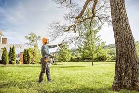 Best Tree Disease Treatment  in Harrison, OH