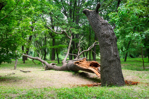 Best Fruit Tree Pruning  in Harrison, OH