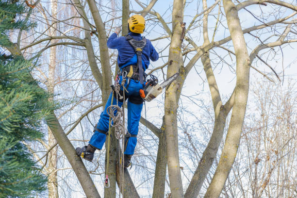 How Our Tree Care Process Works  in  Harrison, OH