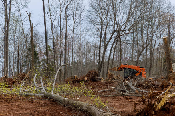 Best Stump Grinding and Removal  in Harrison, OH