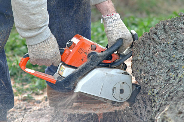 Best Root Management and Removal  in Harrison, OH