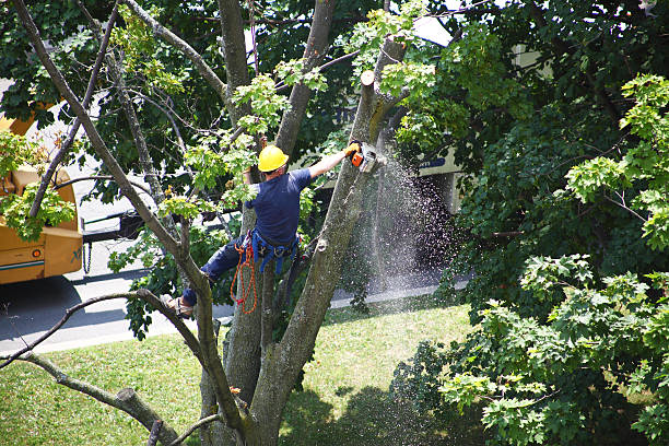 Best Storm Damage Tree Cleanup  in Harrison, OH