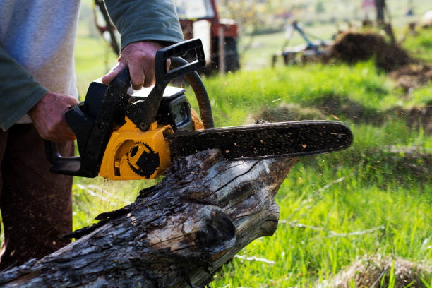 Best Tree Preservation Services  in Harrison, OH