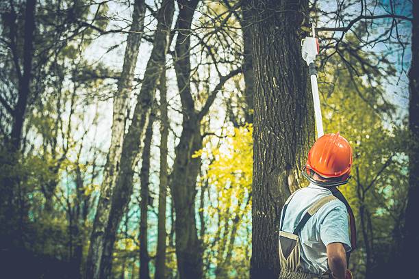 Best Hazardous Tree Removal  in Harrison, OH
